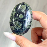 Kambaba Jasper Palm Wholesale