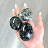 Kambaba Jasper Palm Wholesale