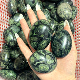 Kambaba Jasper Palm Wholesale